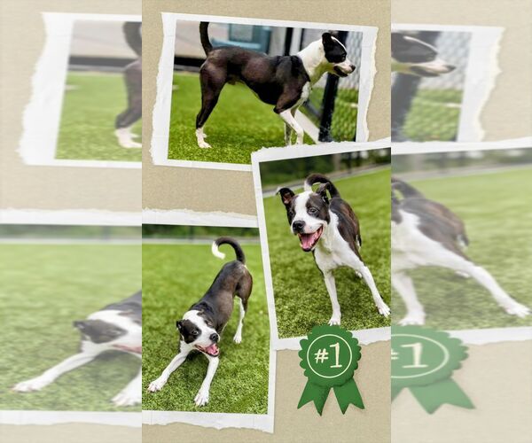 Medium Photo #2 Mutt Puppy For Sale in columbia, SC, USA