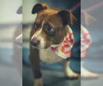 Small #5 Dachshund Mix