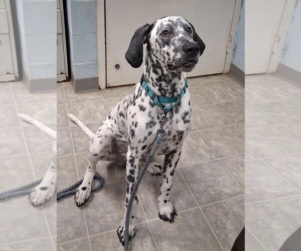 Medium Photo #1 Dalmatian-Unknown Mix Puppy For Sale in Rustburg, VA, USA