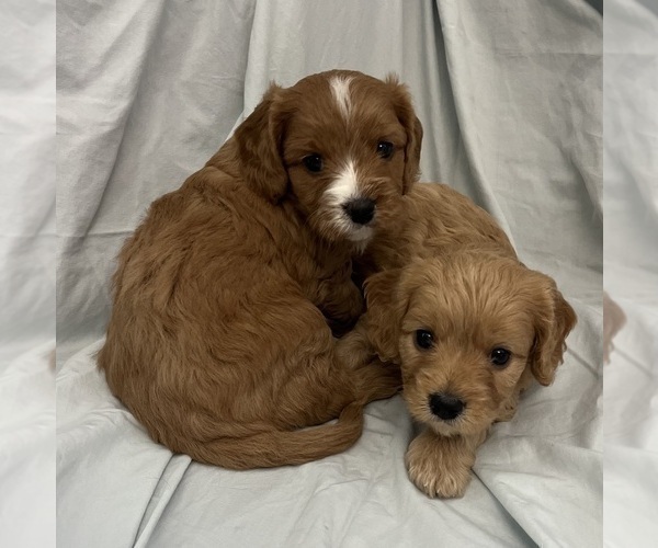 Medium Photo #51 Cavapoo Puppy For Sale in PENSACOLA, FL, USA