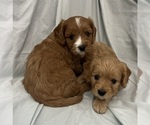 Small Photo #51 Cavapoo Puppy For Sale in PENSACOLA, FL, USA