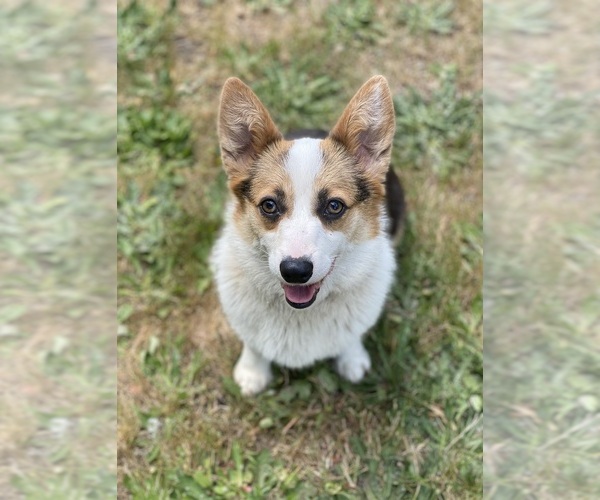 Medium Photo #1 Pembroke Welsh Corgi Puppy For Sale in WOODLAND, WA, USA
