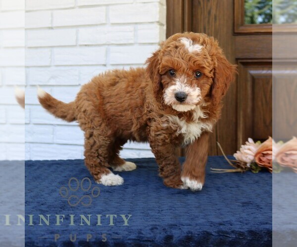 Medium Photo #3 Goldendoodle (Miniature) Puppy For Sale in NARVON, PA, USA