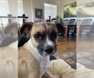 Chug Dogs for adoption in Chandler, AZ, USA