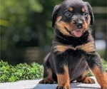 Small #8 Rottweiler