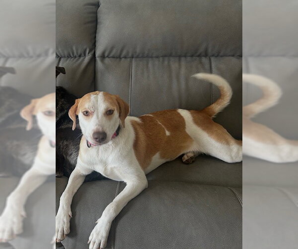 Medium Photo #1 Mutt Puppy For Sale in Woodbury, NY, USA