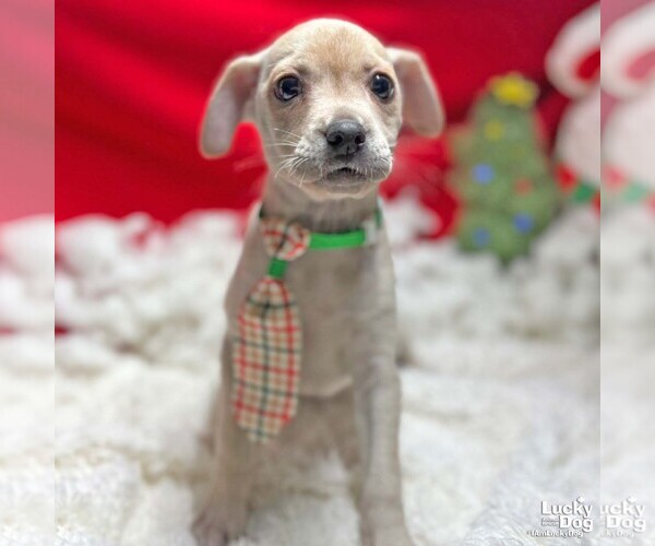 Medium Photo #2 Chihuahua-Unknown Mix Puppy For Sale in Washington, DC, USA