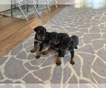 Small #5 Doberman Pinscher