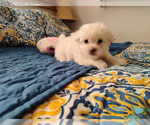 Morkie Puppy for sale in VIRGINIA BEACH, VA, USA