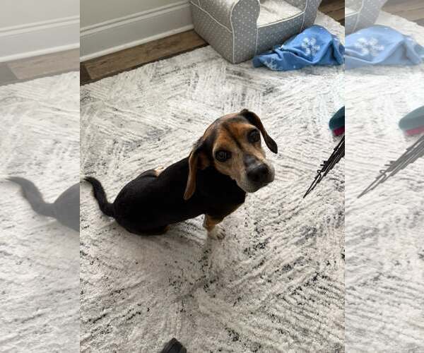 Medium Photo #3 Beagle Puppy For Sale in Greenville, SC, USA