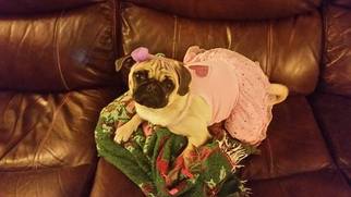 Mother of the Pug puppies born on 02/06/2017