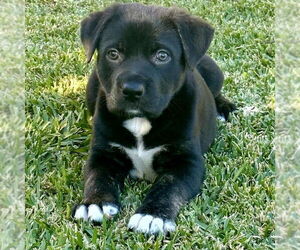Labrador Retriever-Unknown Mix Dogs for adoption in San Juan Capistrano, CA, USA