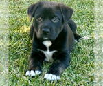 Small Labrador Retriever Mix