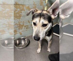 German Shepherd Dog Dogs for adoption in Stockton, CA, USA