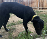 Small #1 Labrador Retriever Mix