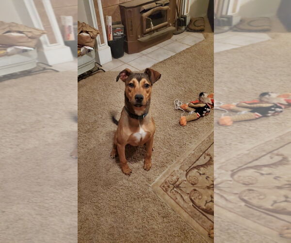 Medium Photo #3 Mutt Puppy For Sale in Woodland Hills, CA, USA