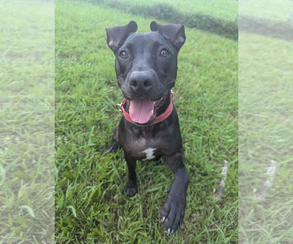 Medium Photo #8 American Pit Bull Terrier-Mountain Cur Mix Puppy For Sale in Calhoun, GA, USA