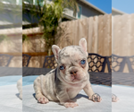 Small #3 French Bulldog