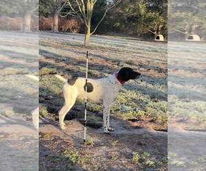 Father of the German Shorthaired Pointer puppies born on 08/18/2025
