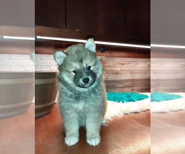Medium Photo #5 Pomsky Puppy For Sale in CARTHAGE, TX, USA