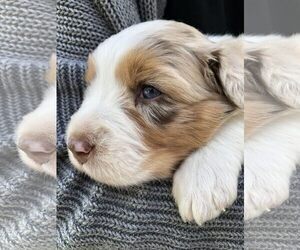Australian Shepherd Puppy for sale in REEDLEY, CA, USA