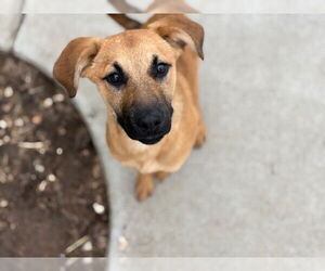 Redbone Coonhound-Unknown Mix Dogs for adoption in Tulsa, OK, USA