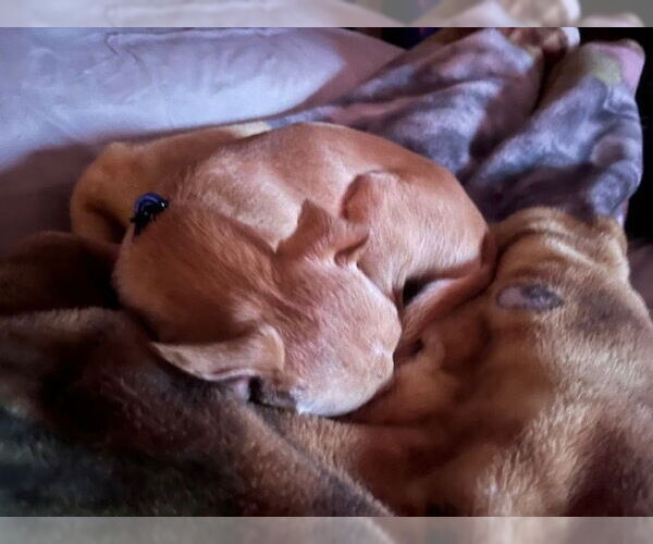 Medium Photo #3 Chihuahua Puppy For Sale in Lakewood, CO, USA