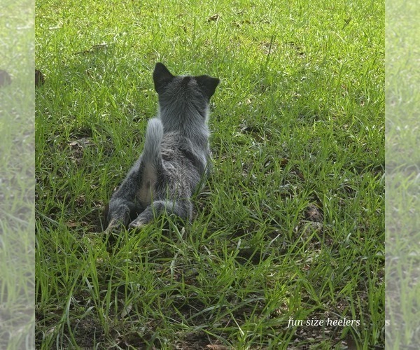 Medium Photo #4 Australian Cattle Dog Puppy For Sale in LAURINBURG, NC, USA