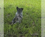 Small Photo #4 Australian Cattle Dog Puppy For Sale in LAURINBURG, NC, USA