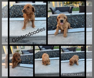 Goldendoodle (Miniature) Puppy for sale in TRACY, CA, USA