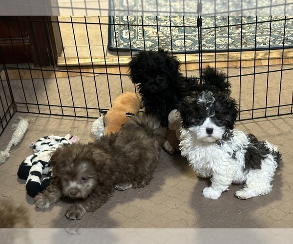 Medium Photo #4 Shih-Poo Puppy For Sale in GLOUCESTER, VA, USA