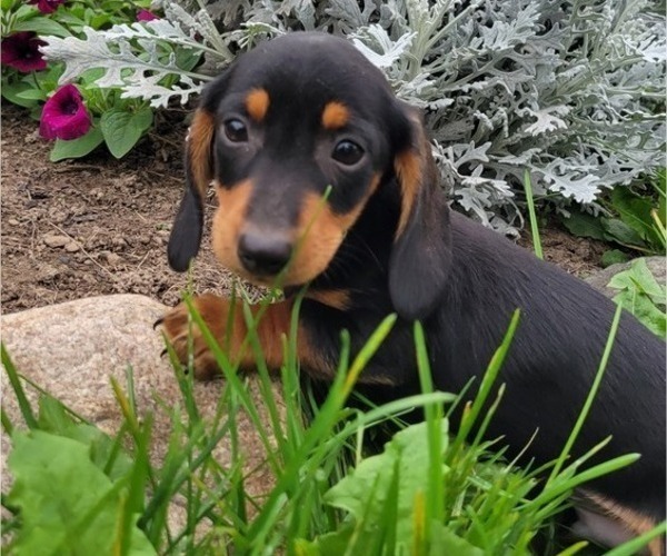 Medium Photo #6 Dachshund Puppy For Sale in WITHEE, WI, USA