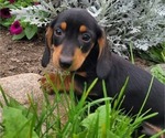 CHIEF - Male Dachshund Puppy for Sale - Photo #6