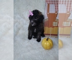 Small #7 Poodle (Miniature)