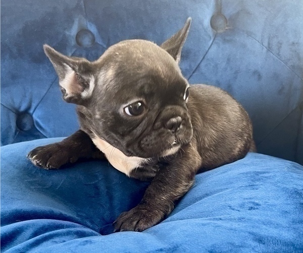 Medium Photo #5 French Bulldog Puppy For Sale in SAN FRANCISCO, CA, USA