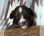 Small #2 Miniature Australian Shepherd
