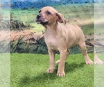 Small #9 Catahoula Leopard Dog