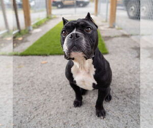 American Staffordshire Terrier Dogs for adoption in Dellslow, WV, USA