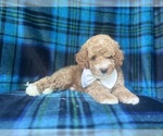 Small #3 Cavapoo