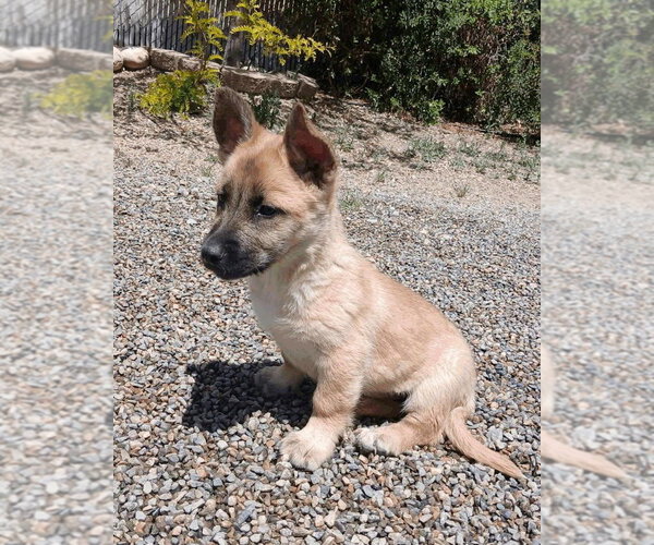 Medium Photo #1 Mutt Puppy For Sale in Salt Lake City, UT, USA
