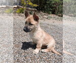 Small Mutt
