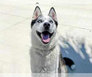 Siberian Husky Dogs for adoption in Orange, CA, USA