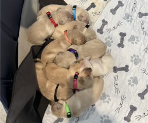 Golden Retriever Litter for sale in ELK GROVE, CA, USA