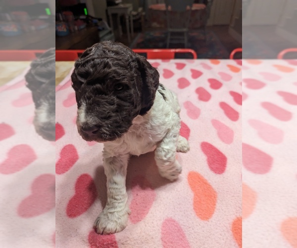 Medium Photo #5 Poodle (Standard) Puppy For Sale in COTTONWOOD, AL, USA