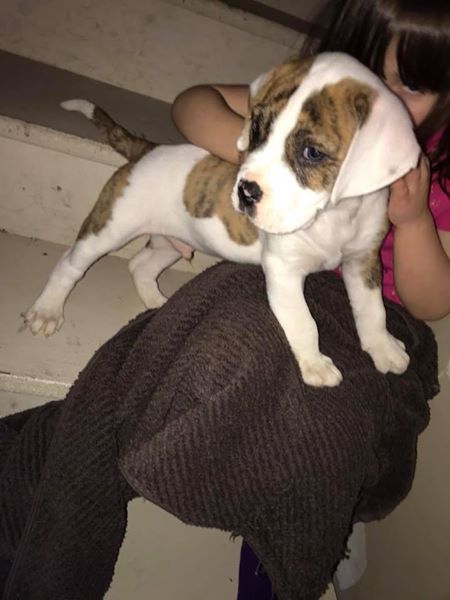 Medium Photo #1 American Bulldog Puppy For Sale in AITKIN, MN, USA