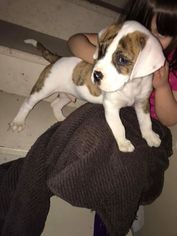 American Bulldog Puppy for sale in AITKIN, MN, USA