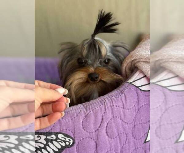 Medium Photo #3 Yorkshire Terrier Puppy For Sale in CORAL SPRINGS, FL, USA