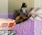 Small #2 Yorkshire Terrier