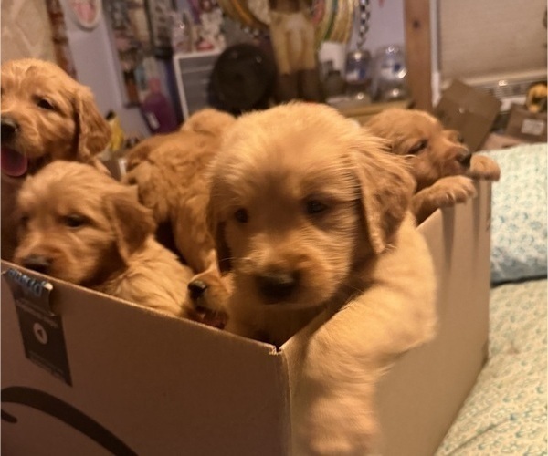 Medium Photo #13 Golden Retriever Puppy For Sale in SOMERSWORTH, NH, USA