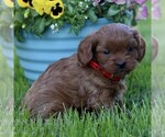 Small #2 Cavapoo (Miniature)